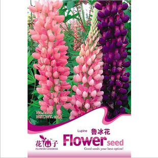 花種子 魯冰花種子 顏色豐富 花卉種子 10粒|一淘網(wǎng)優(yōu)惠購(gòu)|購(gòu)就省錢
