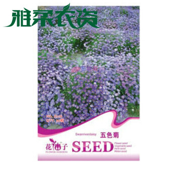 雅柔 菊類系列種子室內(nèi)盆栽花卉植物種子 彩包種子 10無(wú)色菊30粒