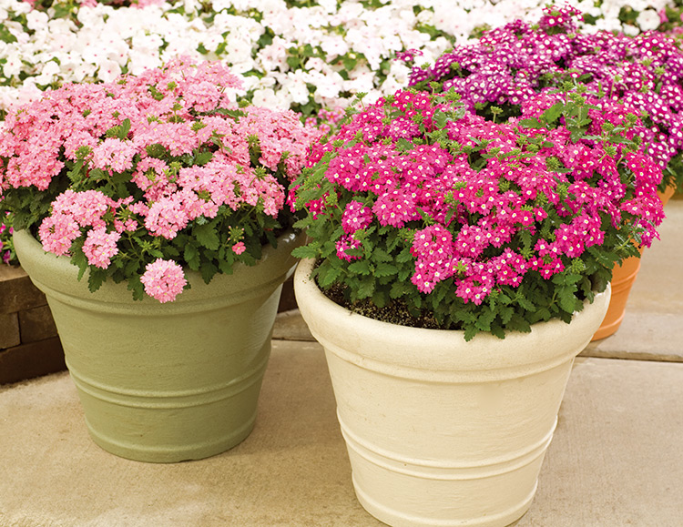 美女櫻種子春播植物室內(nèi)花卉種子陽(yáng)臺(tái)盆栽秋播庭院花籽植物種子