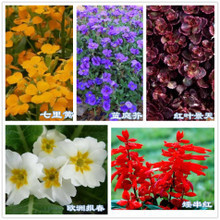 【報(bào)春花種子】最新最全報(bào)春花種子 產(chǎn)品參考信息