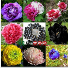 最新苗木價(jià)格_種苗、種子、種球_苗木價(jià)格_優(yōu)質(zhì)苗木批發(fā)/采購(gòu) 