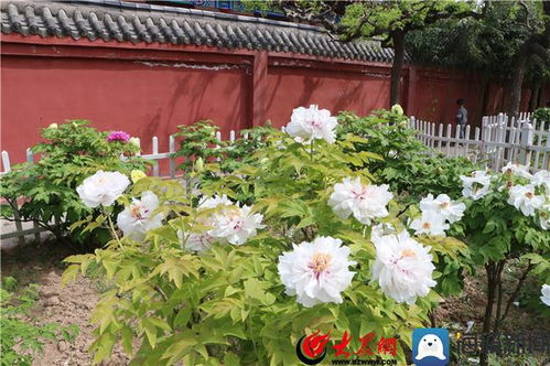 菏澤一牡丹園建成400年 擁有300多種精品牡丹