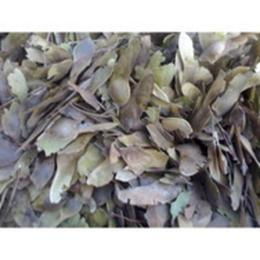 泰州藍(lán)花楹種子供應(yīng)信息 泰州藍(lán)花楹種子批發(fā) 泰州藍(lán)花楹種子價(jià)格 找泰州藍(lán)花楹種子產(chǎn)品上