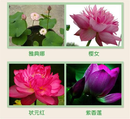 撫順跑江湖地?cái)偹募就肷彿N子一斤多少錢