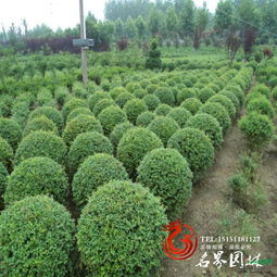 場(chǎng)地介紹 沭陽(yáng)縣名界園林綠化苗木場(chǎng)