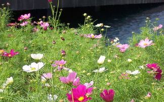 愛(ài)情花開(kāi) 不離不棄 生死相依 第11期