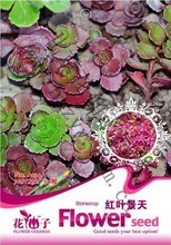 【冰莓種子景天】最新最全冰莓種子景天 產(chǎn)品參考信息