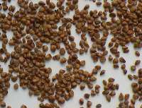 百草園花卉藥材種業(yè) 藥材種子|花卉種子|林木種子|紅花種子|甘草種子|苦參種子|藿香種子|牛膝種子|紫蘇種子|柴胡種子