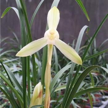 春蘭新種精品大花白素唯一一棵讓種0起