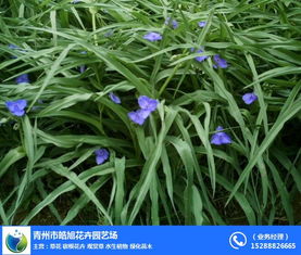 宿根,宿根花卉與草花區(qū)別,皓旭花卉