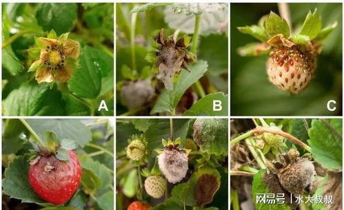 8種盆栽花卉容易感染的病蟲(chóng)害,用藥的方法技巧指南,新手輕松學(xué)