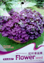 【紅葉幸運(yùn)草種子】最新最全紅葉幸運(yùn)草種子 產(chǎn)品參考信息