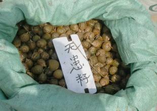 出售花卉種子 無(wú)患籽種子_農(nóng)副產(chǎn)品_世界工廠網(wǎng)中國(guó)產(chǎn)品信息庫(kù)