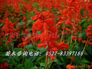 沭陽縣顏集鎮(zhèn)堰下村綠都苗木場 花草盆景產(chǎn)品列表