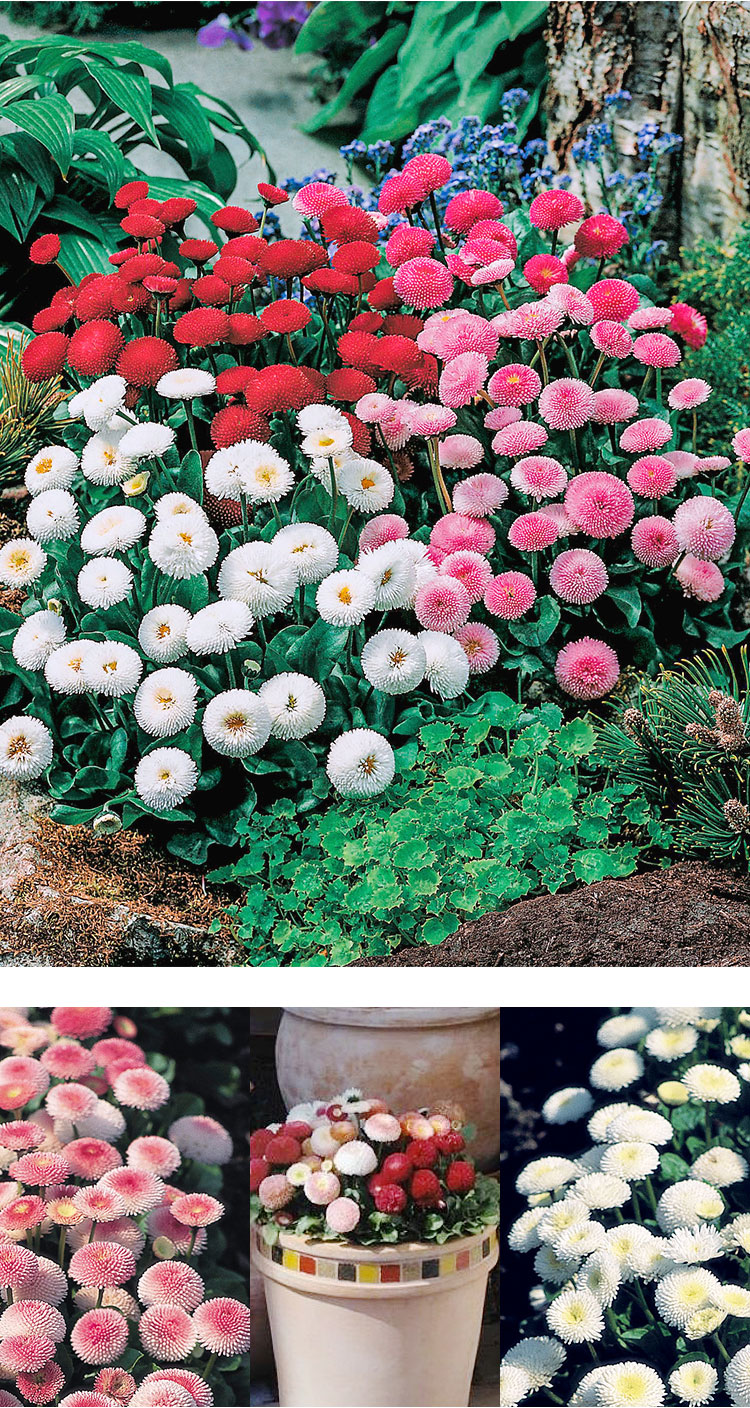 小雛菊花種籽子播種開花陽臺盆栽花種子庭院花卉種孑香草植物種子