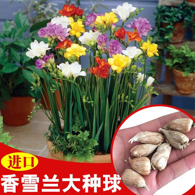 小蒼蘭種子香雪蘭種球球根風(fēng)雨蘭種子重瓣百合風(fēng)信子室內(nèi)綠植花卉