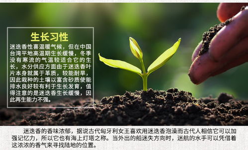 進(jìn)口花卉種子 觀賞花種子 迷迭香種子 花卉種子 四季易種花種子