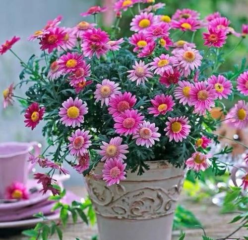 春天養(yǎng)上這5種花卉,開(kāi)花多又美,輕松養(yǎng)成大花球