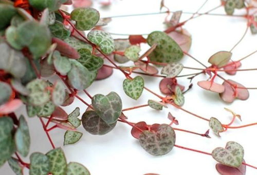 夏天就養(yǎng)此款植物,好養(yǎng)易打理,改善睡眠質(zhì)量,空氣清新