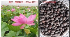 【睡蓮子】睡蓮子價(jià)格/圖片_睡蓮子批發(fā)/采購(gòu)_睡蓮子廠家/供應(yīng)商