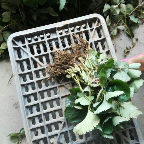 1公分粗天仙醉草莓苗生產(chǎn)基地