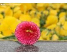 雛菊花種子|東商網(wǎng)