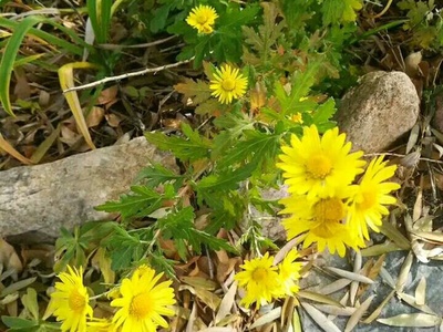 野菊花花卉種子 四季易種 發(fā)芽快 生長(zhǎng)迅速 易成活