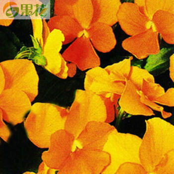 果花 觀花種子 進(jìn)口花卉角堇種子小馬系列 室內(nèi)盆栽庭院花卉 3包 橘黃色【圖片 價(jià)格 品牌 報(bào)價(jià)】-京東