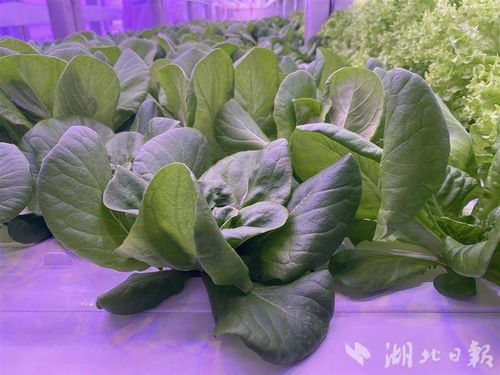 武漢發(fā)電廠建植物工廠種蔬菜