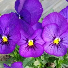 【?三色堇種子擺盤四季陽臺(tái)盆栽貓兒臉蝴蝶花 花卉種子 藥用食用春秋季花卉蔬菜種子圖片】?三色堇種子擺盤四季陽臺(tái)盆栽貓兒臉蝴蝶花 花卉種子 藥用食用春秋季花卉蔬菜種子