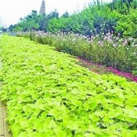 各種草花 水生系列 苗木系列 蓿根系列 各種盆景 花卉種子山東 濰坊青州市好全花卉苗木種植專業(yè)合作社產(chǎn)品供應(yīng)第4頁