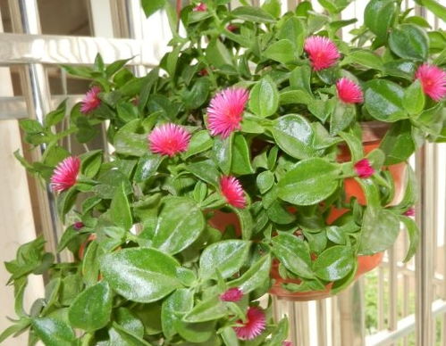 這 3種 花只要1點(diǎn)水和土,就能瘋長(zhǎng)不停,專業(yè)戶也不敢大批養(yǎng)