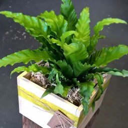 在陰暗的室內(nèi)越能茁壯生長的10種花卉,你家里養(yǎng)了哪幾盆