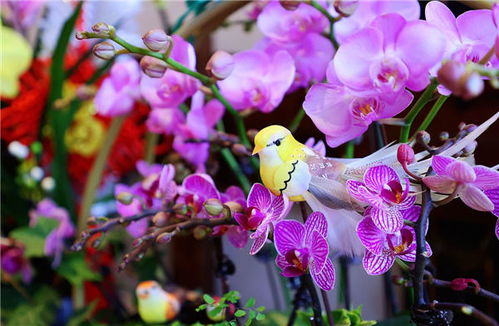 添彩新年 近百款高端藝術(shù)蘭花產(chǎn)品亮相三亞年宵花市場