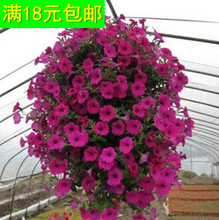 【吊蘭種子】最新最全吊蘭種子 產(chǎn)品參考信息