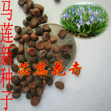 【馬蘭種子】最新最全馬蘭種子 產(chǎn)品參考信息