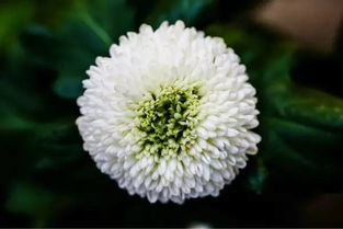 最后13天 下雨也要去 365種花卉綠植,深圳人絕不能錯(cuò)過的又一賞花勝地