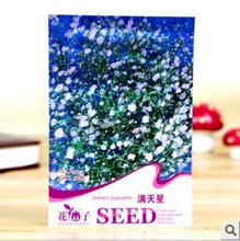 【白色滿天星種子】最新最全白色滿天星種子 產(chǎn)品參考信息