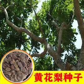 正宗海南黃花梨樹(shù)種子