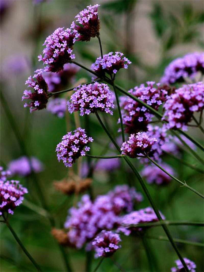 柳葉馬鞭草種子多年生宿根草花種子景觀綠化花海婚紗攝影觀花種子