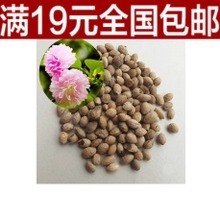 【櫻花草種子】最新最全櫻花草種子 產(chǎn)品參考信息