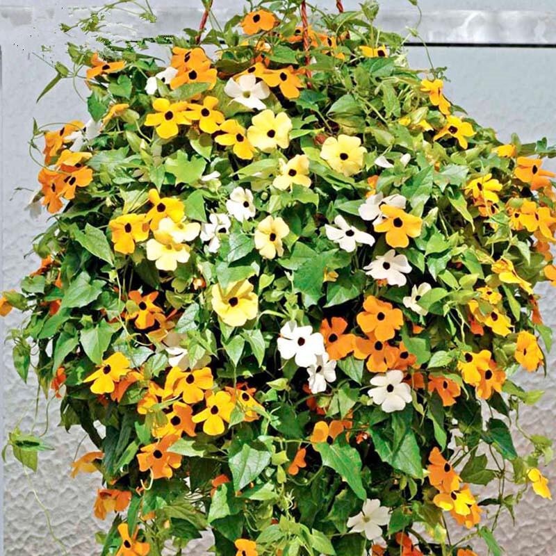 泛美 旺童花卉種子黑眼蘇珊種子進(jìn)口垂吊蘇珊花種子陽臺(tái)室內(nèi)盆栽花草種子花籽 春季 四季秋季播 黑眼白色5粒裝