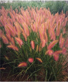 觀賞花卉種子報(bào)價(jià) 廠家