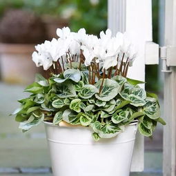 11月買這五種花,漂亮又好養(yǎng),可當(dāng)年宵花