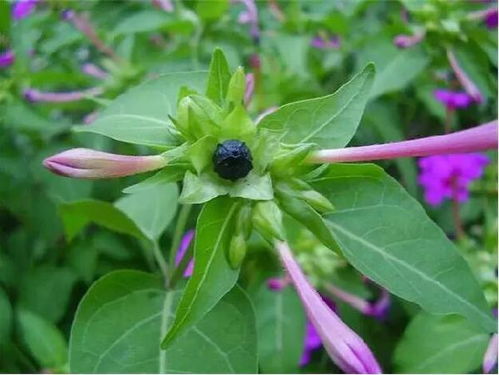 這花農(nóng)村經(jīng)常見,被稱為 地雷花 ,傍晚才開花,你肯定見過 種子