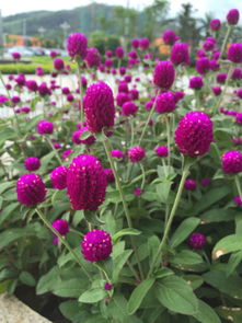 這種花的學(xué)名叫什么