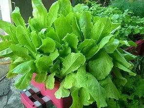 在加拿大種哪些花花草草比較好 什么時(shí)候種 怎么種 居家必備