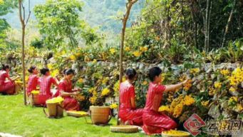 你知道他們?cè)诓墒裁椿▎?德宏有一個(gè)花姿綽約的地方