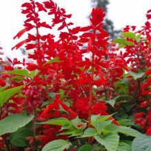 【批發(fā)一串紅花卉種子 一串紅觀賞性好 景觀花籽發(fā)芽率高圖片】批發(fā)一串紅花卉種子 一串紅觀賞性好 景觀花籽發(fā)芽率高