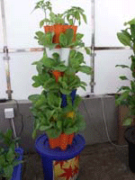 無土栽培蔬菜加盟店